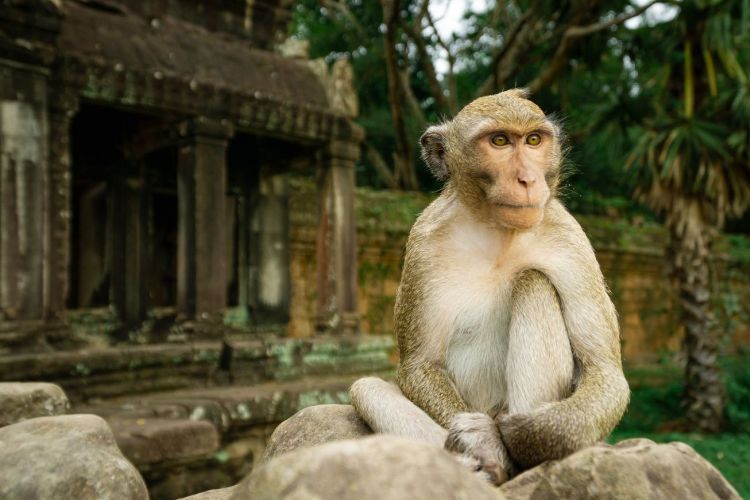Monkey Angkor