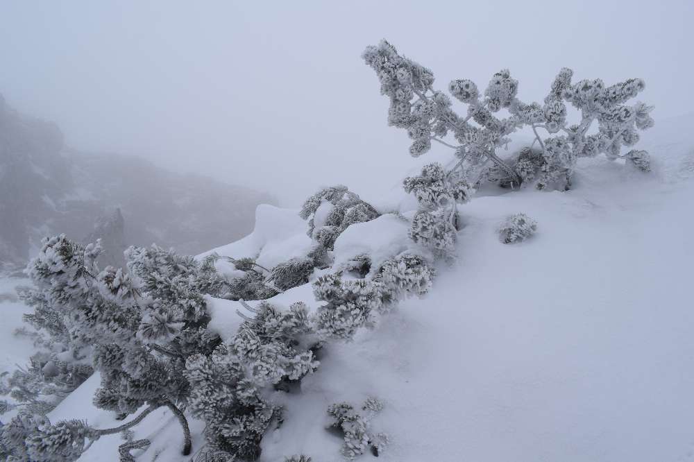 Winterlandschaft Latschenkiefer